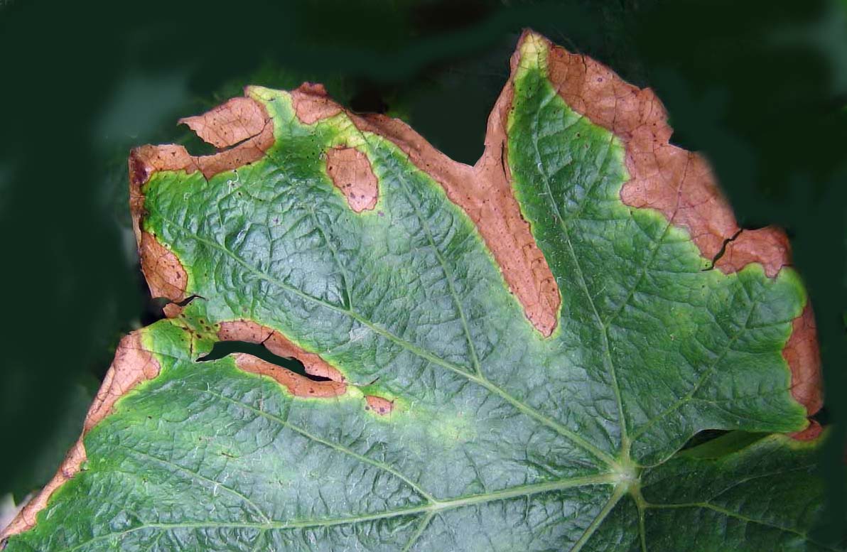 Альтернариоз Альтернариоз