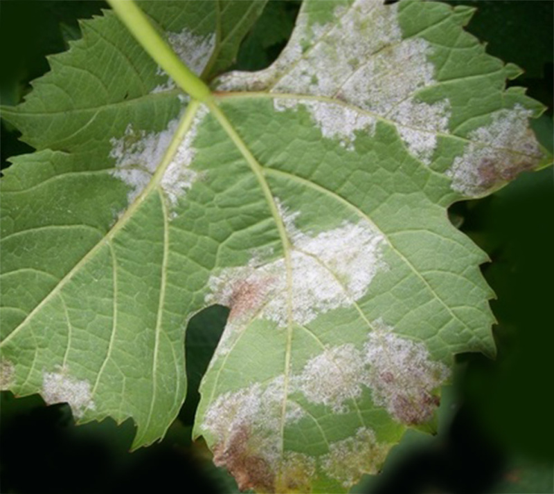 Оидиум (мучнистая роса или пепелица)
