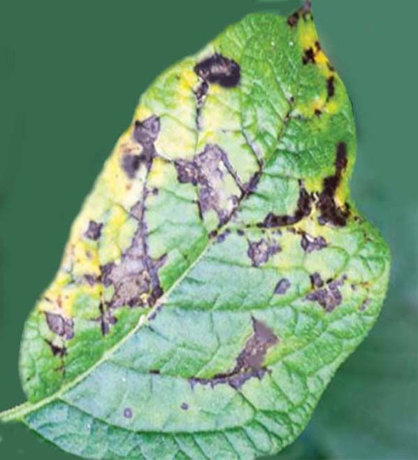 Альтернариоз