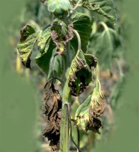 Вертициллезное увядание (Вертициллез)