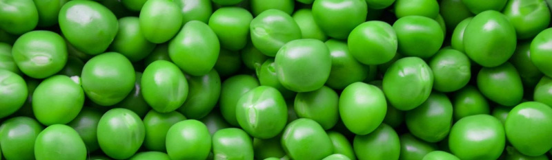 Улучшаем посевы гороха и фасоли