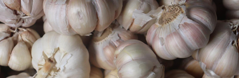 Улучшаем посевы чеснока