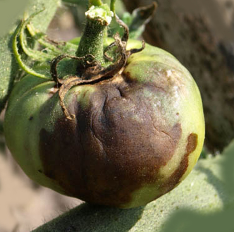 Фитофтороз