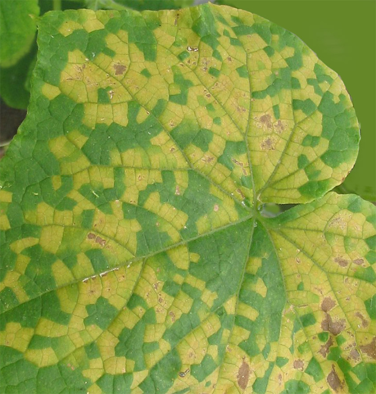 Пероноспороз (ложная мучнистая роса) 