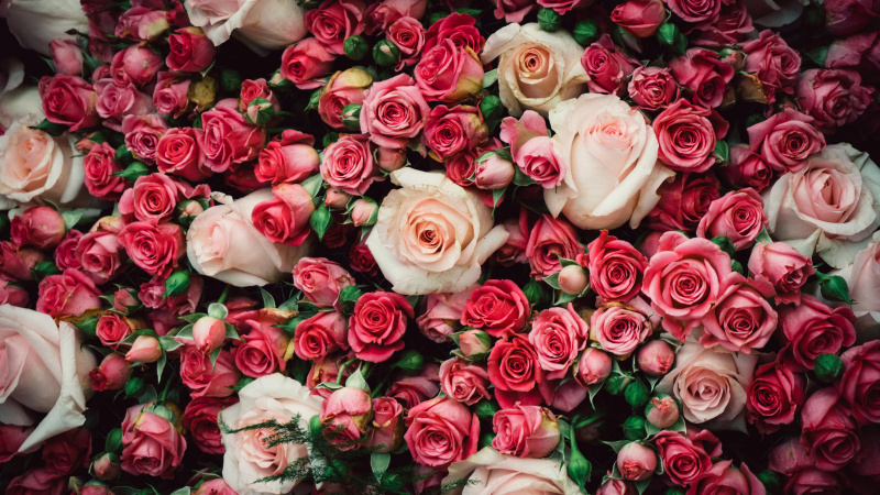 Улучшаем посевы роз