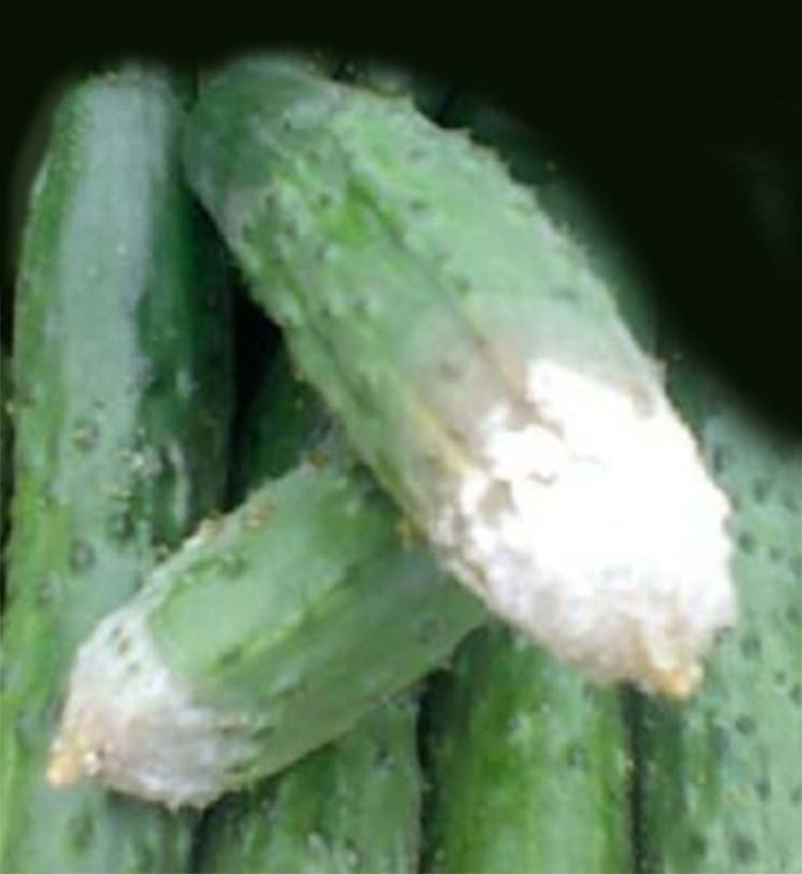 Белая гниль