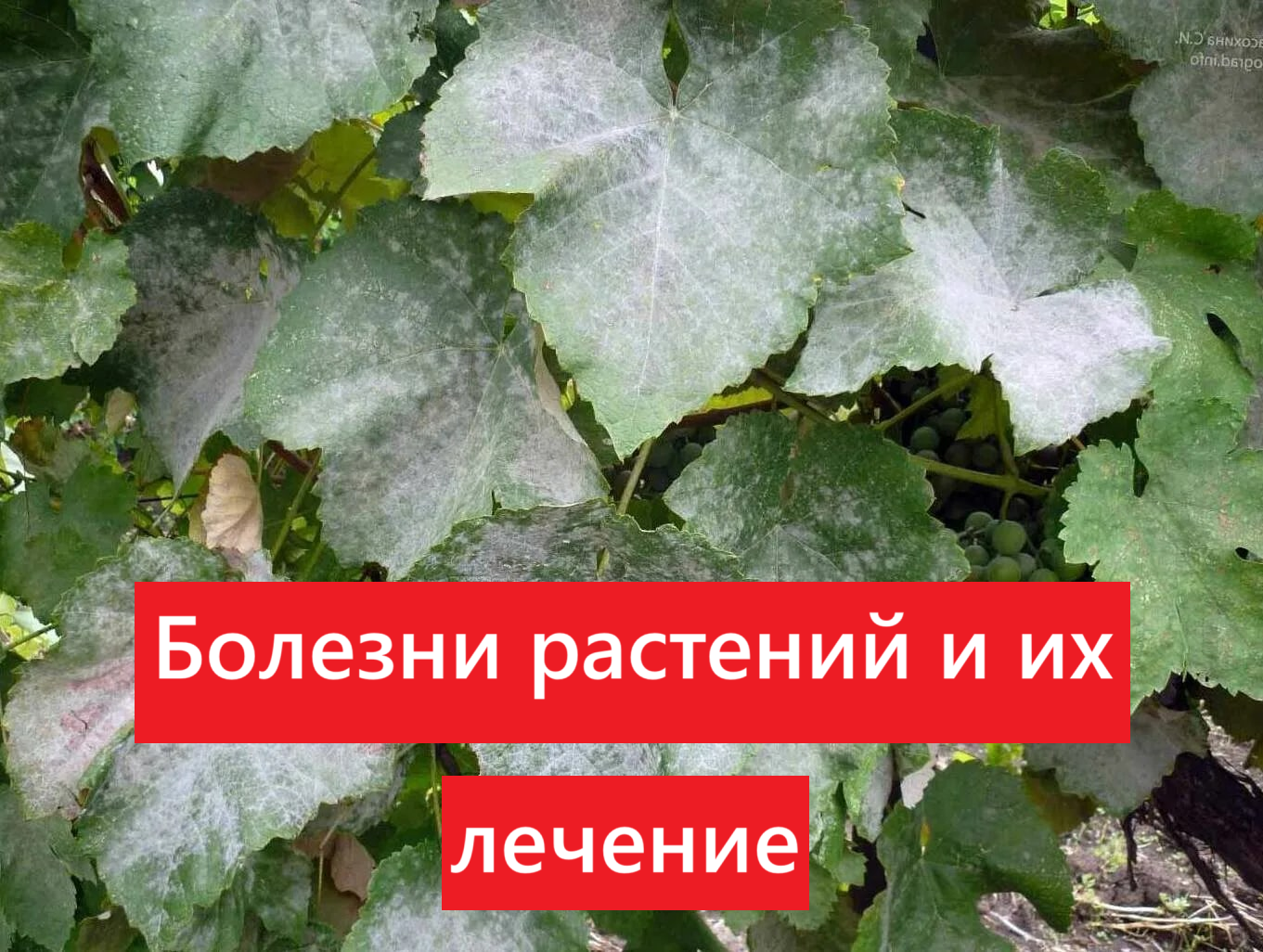 Болезни и их лечение Болезни и их лечение