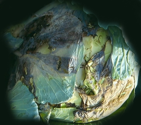 Ризоктониоз