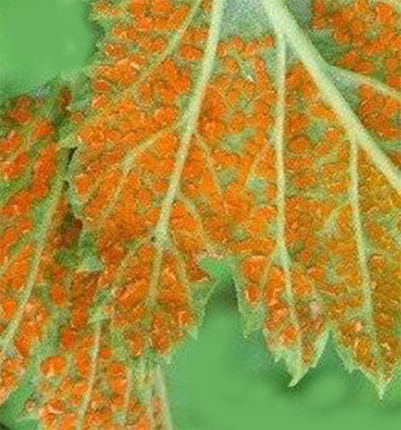 Оранжевая ржавчина