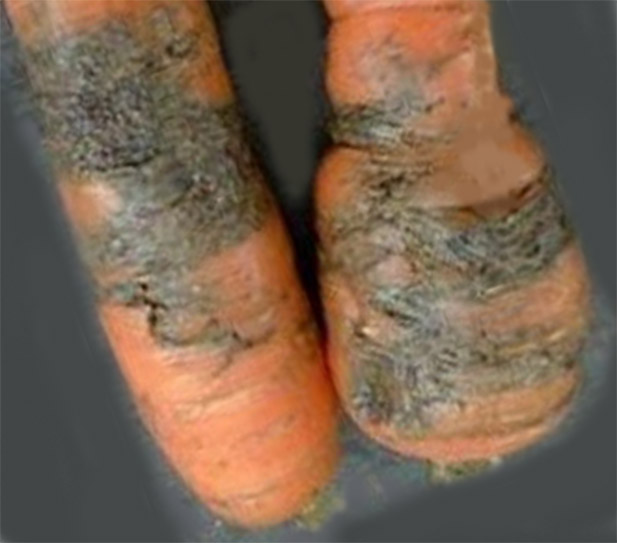 Мокрая  гниль