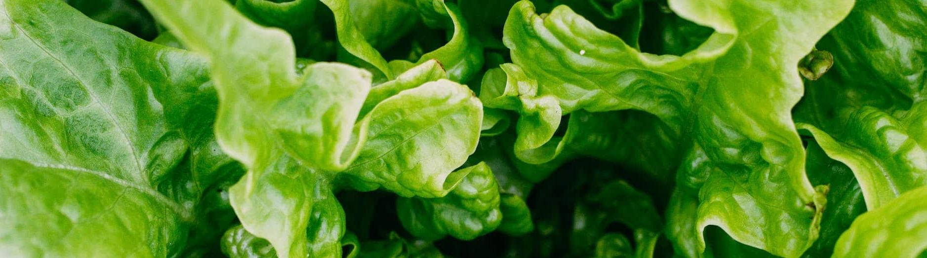 Улучшаем посевы салата Улучшаем посевы салата