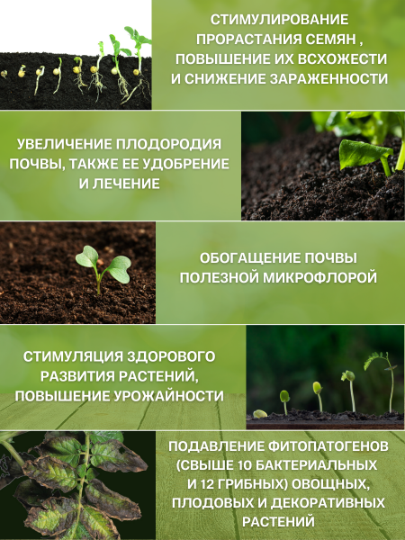 Антилус назначение